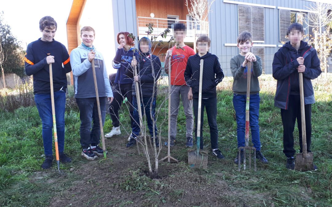 Des élèves ont planté 2 arbres dans la cour du collège