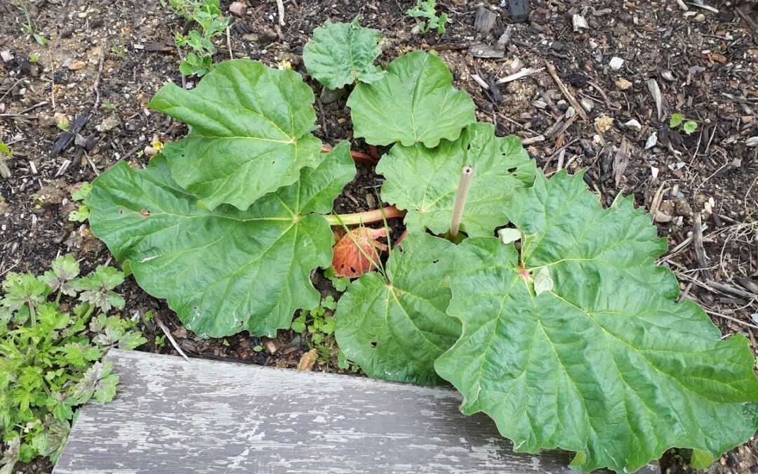 Des nouvelles du potager du collège à la mi-avril : ça pousse et ça prend forme !