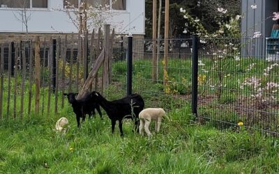 SHEEP HIP HIP HOURRA  : un projet d’éco-pâturage au collège !