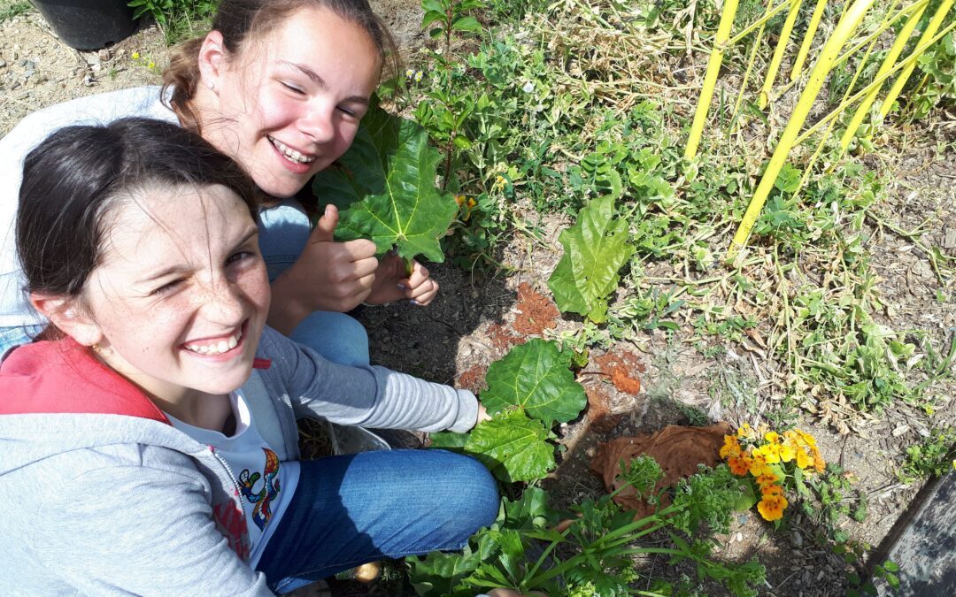 Des nouvelles du potager du collège