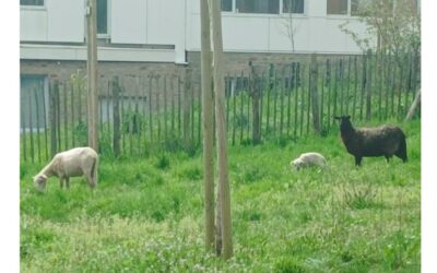 Eco-pâturage au collège : Sheep sheep sheep Hourra !!